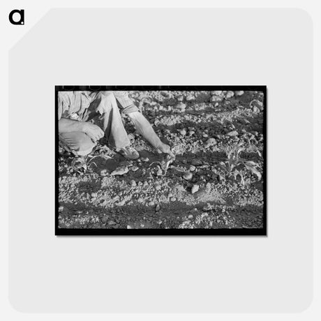 アートポストカード-Farmer and Corn
 - ラッセル リー Postcard.