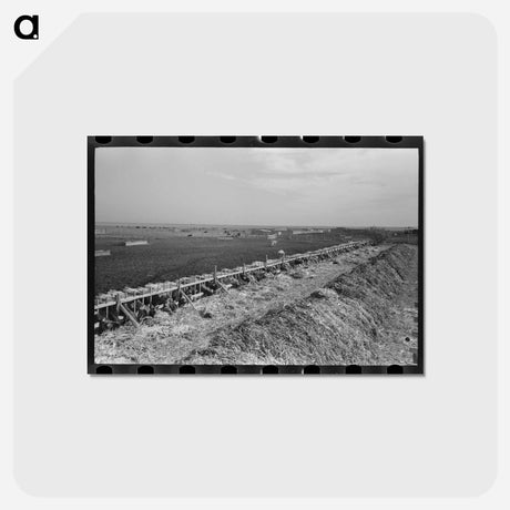 アートポストカード-Mass Feeding of Cows
 - ラッセル リー Postcard.