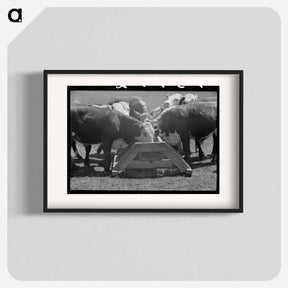 アートポスター-Yearling Steers at Salt Trough
 - ラッセル リー Poster.