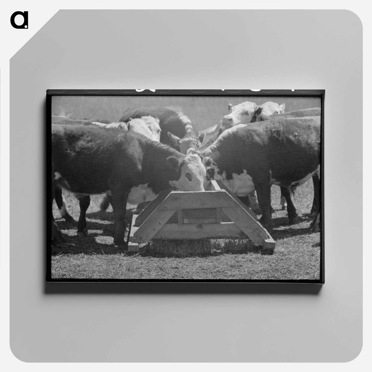 アートパネル-Yearling Steers at Salt Trough
 - ラッセル リー Canvas.