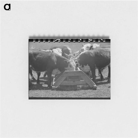 アートメモ帳-Yearling Steers at Salt Trough
 - ラッセル リー Memo.
