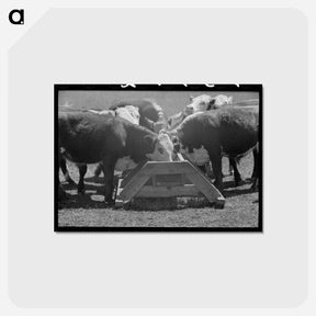 アートポストカード-Yearling Steers at Salt Trough
 - ラッセル リー Postcard.