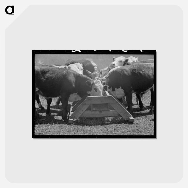 アートポストカード-Yearling Steers at Salt Trough
 - ラッセル リー Postcard.