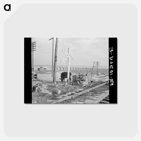アートポストカード-Cache Flood Animals
 - ラッセル リー Postcard.
