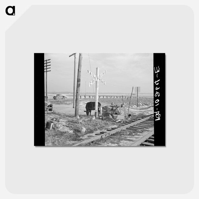 アートポストカード-Cache Flood Animals
 - ラッセル リー Postcard.