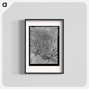 アートポスター-Dead Cotton Plants
 - ラッセル リー Poster.