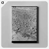 アートパネル-Dead Cotton Plants
 - ラッセル リー Canvas.