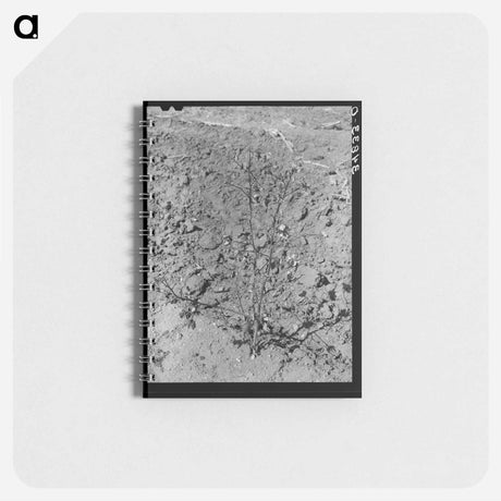 アートメモ帳-Dead Cotton Plants
 - ラッセル リー Memo.