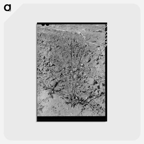 アートポストカード-Dead Cotton Plants
 - ラッセル リー Postcard.
