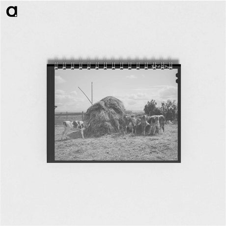 アートメモ帳-Cattle on Vale-Owyhee Farm
 - ラッセル リー Memo.