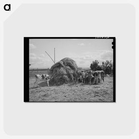 アートポストカード-Cattle on Vale-Owyhee Farm
 - ラッセル リー Postcard.