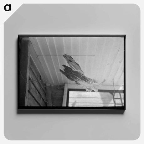 アートパネル-Turkey Feathers on a Cajun Porch
 - ラッセル リー Canvas.