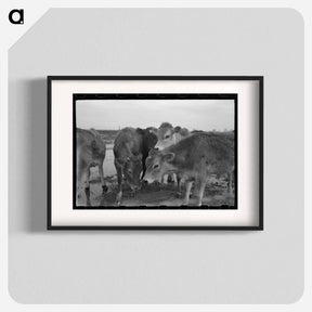 アートポスター-Cows at Casa Grande Farms
 - ラッセル リー Poster.