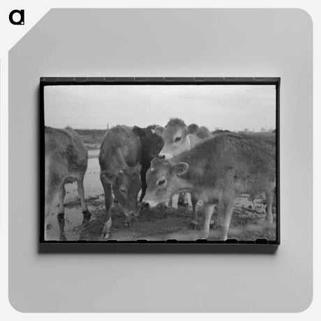 アートパネル-Cows at Casa Grande Farms
 - ラッセル リー Canvas.