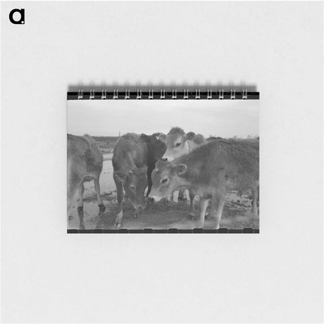 アートメモ帳-Cows at Casa Grande Farms
 - ラッセル リー Memo.