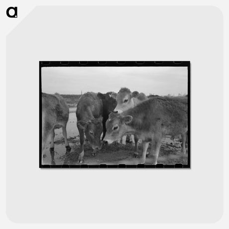 アートポストカード-Cows at Casa Grande Farms
 - ラッセル リー Postcard.