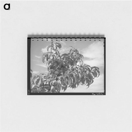 アートメモ帳-Dixon Peaches
 - ラッセル リー Memo.