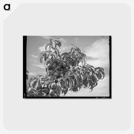 アートポストカード-Dixon Peaches
 - ラッセル リー Postcard.