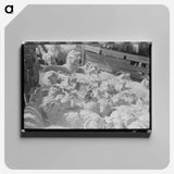 アートパネル-Goats on a Texas Ranch
 - ラッセル リー Canvas.