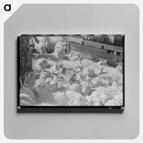 アートパネル-Goats on a Texas Ranch
 - ラッセル リー Canvas.