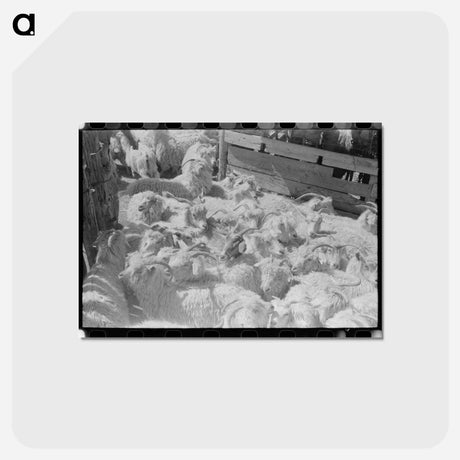アートポストカード-Goats on a Texas Ranch
 - ラッセル リー Postcard.