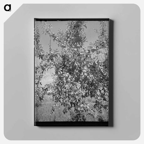 アートパネル-Delta County Apples
 - ラッセル リー Canvas.