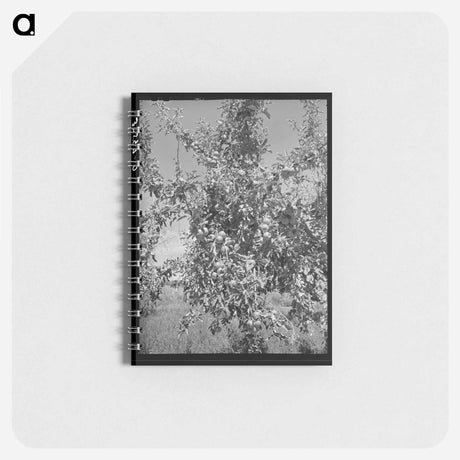 アートメモ帳-Delta County Apples
 - ラッセル リー Memo.