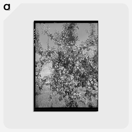 アートポストカード-Delta County Apples
 - ラッセル リー Postcard.