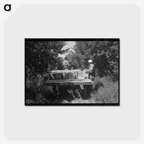 アートポストカード-Carrying Peaches
 - ラッセル リー Postcard.