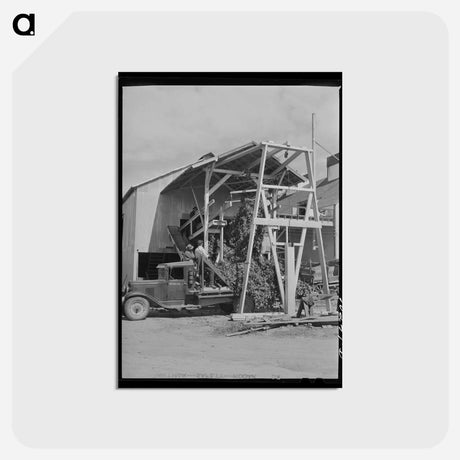 アートポストカード-Hop Vines and Mechanical Picker
 - ラッセル リー Postcard.