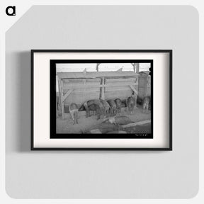 アートポスター-Hogs at Casa Grande Valley Farms
 - ラッセル リー Poster.