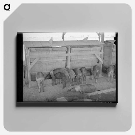 アートパネル-Hogs at Casa Grande Valley Farms
 - ラッセル リー Canvas.