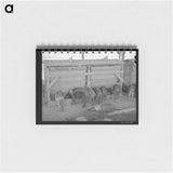 アートメモ帳-Hogs at Casa Grande Valley Farms
 - ラッセル リー Memo.