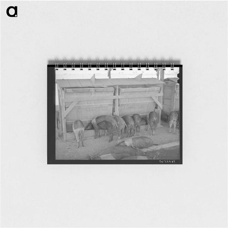 アートメモ帳-Hogs at Casa Grande Valley Farms
 - ラッセル リー Memo.