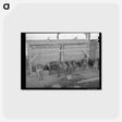 アートポストカード-Hogs at Casa Grande Valley Farms
 - ラッセル リー Postcard.