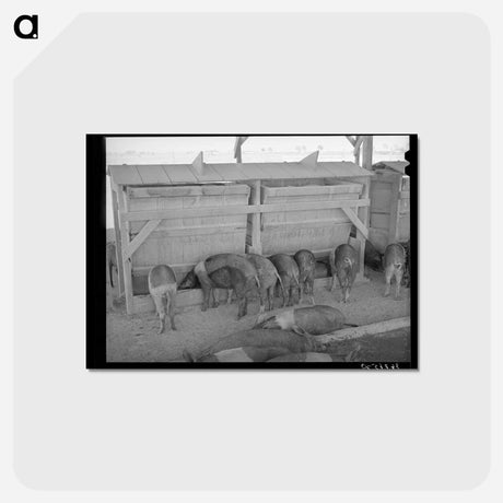 アートポストカード-Hogs at Casa Grande Valley Farms
 - ラッセル リー Postcard.