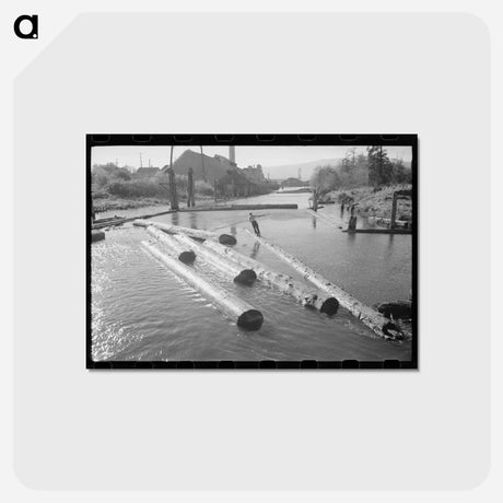 アートポストカード-Lumberjack's Log Raft
 - ラッセル リー Postcard.