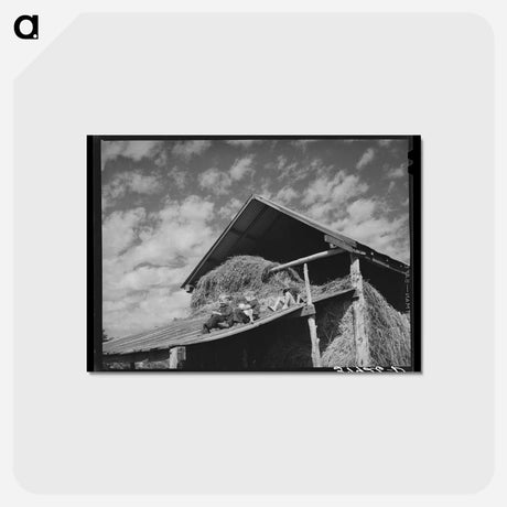 アートポストカード-Mormon Children on a Barn Roof
 - ラッセル リー Postcard.