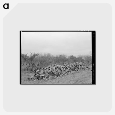 アートポストカード-Cactus Pile
 - ラッセル リー Postcard.