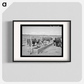 アートポスター-Beef Cattle at the Water Trough
 - ラッセル リー Poster.