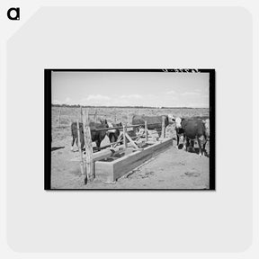 アートポストカード-Beef Cattle at the Water Trough
 - ラッセル リー Postcard.