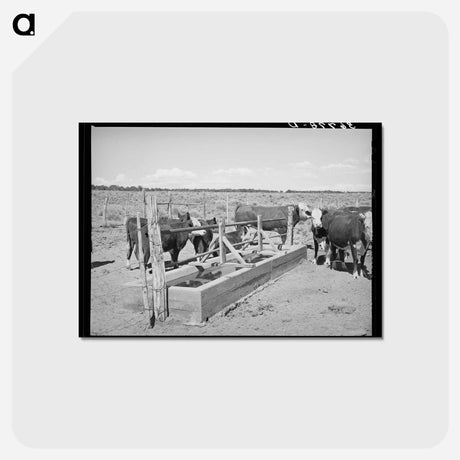 アートポストカード-Beef Cattle at the Water Trough
 - ラッセル リー Postcard.
