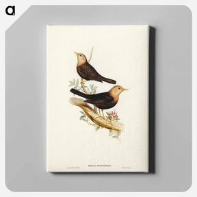アートパネル-Grey-headed Blackbird
 - ジョン グールド Canvas.