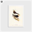 アートポストカード-Grey-headed Blackbird
 - ジョン グールド Postcard.