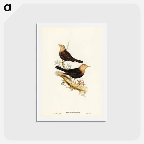 アートポストカード-Grey-headed Blackbird
 - ジョン グールド Postcard.
