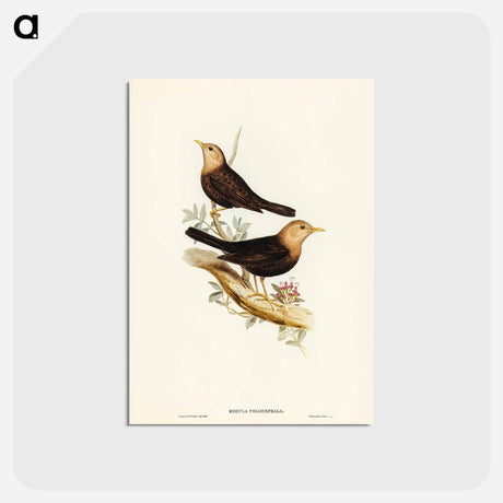 アートポストカード-Grey-headed Blackbird
 - ジョン グールド Postcard.