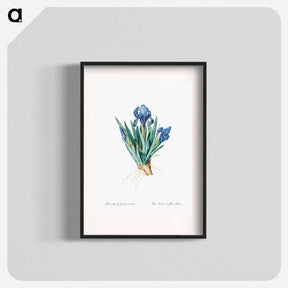 アートポスター-Pygmy iris illustration - ピエール ジョゼフ ルドゥーテ Poster.