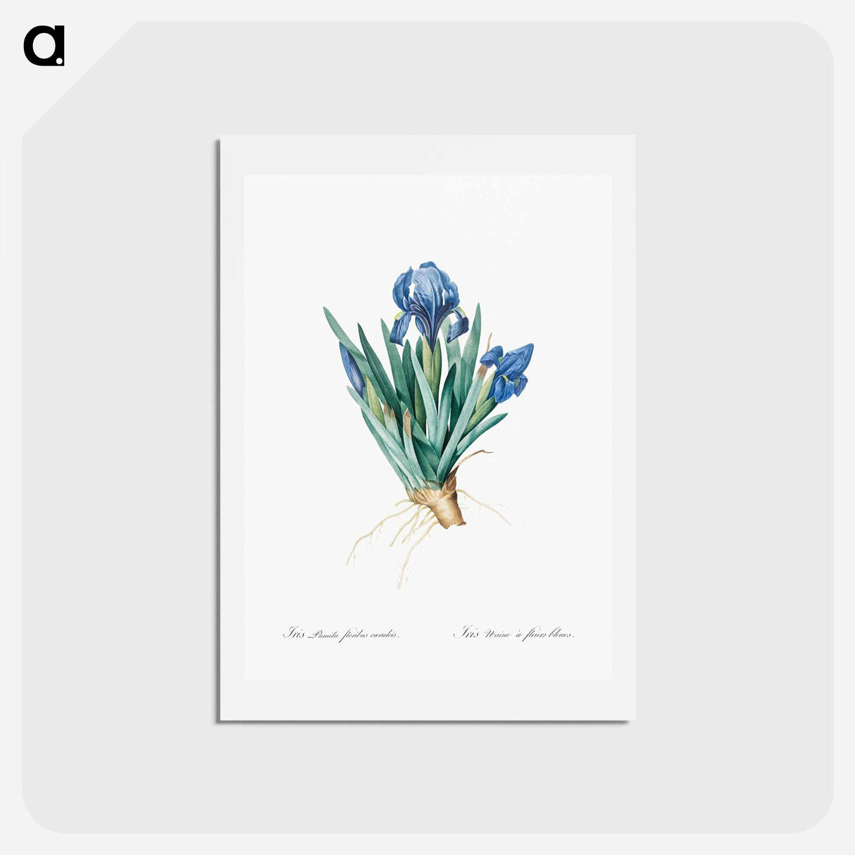 アートポストカード-Pygmy iris illustration - ピエール ジョゼフ ルドゥーテ Postcard.