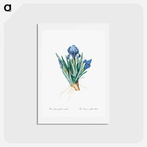 アートポストカード-Pygmy iris illustration - ピエール ジョゼフ ルドゥーテ Postcard.