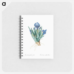 アートメモ帳-Pygmy iris illustration - ピエール ジョゼフ ルドゥーテ Memo.